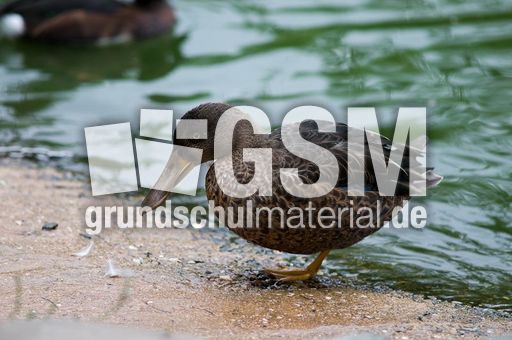 Löffelente (4 von 8).jpg